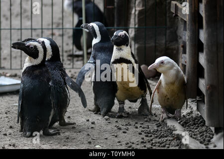 Pinguine während der Pressekonferenz im Zoo gesehen. In Danzig Zoo erschien eine neue Einwohner. Weltweit einzigartige afrikanische Pinguin (Spheniscus demersus) ist ein albinos und hat erstaunliche weißes Gefieder. Dieser Vogel ist in der Regel schwarz Oberfläche des Körpers mit klaren weißen Stirn und kann bis zu 63 cm hoch werden. Der Pinguin war auf einer eigens einberufenen Pressekonferenz im Zoo vorgestellt. Stockfoto