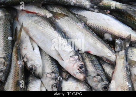 21. März 2019, Mecklenburg-Vorpommern, Freiesten: frisch gefangenen Heringe liegen in einem Fish Box im Hafen von Freiesten. Die Hochsaison für den Heringsfang an der Ostseeküste von Mecklenburg-Vorpommern ist in diesem Jahr ungewöhnlich kurz. Für die Fischer der Freiesten (gestorben), der größte Fischereihafen des Landes mit 24 Fischer, der Höhepunkt der Saison schon zu Ende geht. Alle Fische in größeren Mengen, wie Kabeljau, Scholle oder Sprotten gefangen werden, werden entsprechend der Geschäftsführer der Peenemündung Fischerei Genossenschaft in der Freiesten zitiert. Der Fang von Süßwasserfischen wie ein Stockfoto