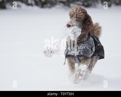Standard poodle laufen und genießen Sie den Schnee an einem schönen Wintertag. Verspielter Hund in Aktion mit einem Spielzeug auf ein schneebedecktes Feld in Finnland. Aktive lifestyl Stockfoto