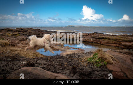 Ein Hund springt über Felsen auf muasdale Strand, Kintyre, Schottland Stockfoto