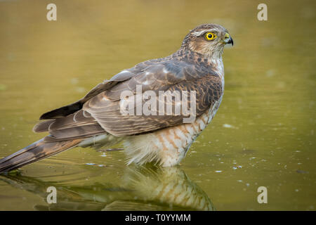 Eurasian sparrowhawk oder Northern sparrowhawk oder einfach die Sperber aus jhalana Forest Reserve, Jaipur, Indien Stockfoto