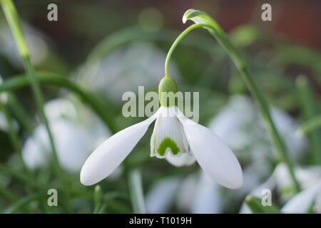Galanthus 'Magnet'. Einzelne Blüten von 'Magnet' Snowdrop mit charakteristischen langen Stiel (fruchtstiels) in einem Februar Garten, Großbritannien. Hauptversammlung Stockfoto