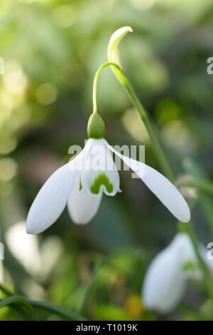 Galanthus 'Magnet'. Einzelne Blüten von 'Magnet' Snowdrop mit charakteristischen langen Stiel (fruchtstiels) in einem Februar Garten, Großbritannien. Hauptversammlung Stockfoto