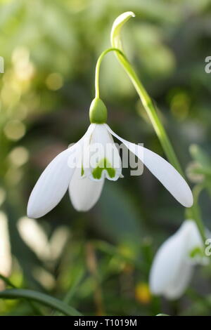Galanthus 'Magnet'. Einzelne Blüten von 'Magnet' Snowdrop mit charakteristischen langen Stiel (fruchtstiels) in einem Februar Garten, Großbritannien. Hauptversammlung Stockfoto