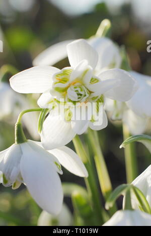 Galanthus nivalis f. pleniflorus 'Flore Pleno'. Duftende Blüten von 'Flore Pleno' Schneeglöckchen in einem britischen Garten - Februar, Großbritannien. Hauptversammlung Stockfoto