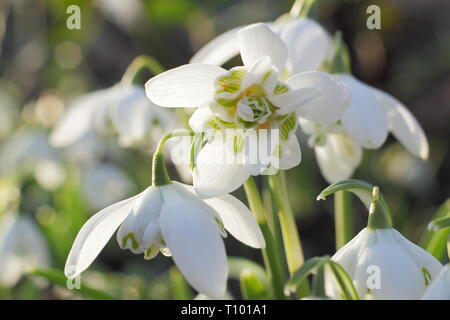 Galanthus nivalis f. pleniflorus 'Flore Pleno'. Duftende Blüten von 'Flore Pleno' Schneeglöckchen in einem britischen Garten - Februar, Großbritannien. Hauptversammlung Stockfoto