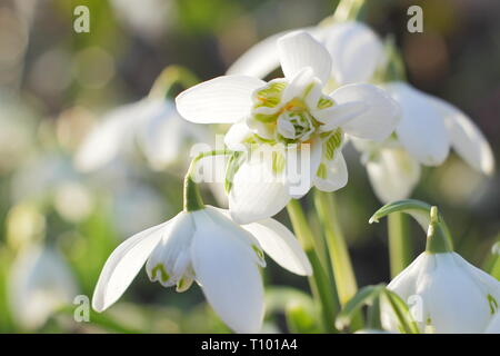 Galanthus nivalis f. pleniflorus 'Flore Pleno'. Duftende Blüten von 'Flore Pleno' Schneeglöckchen in einem britischen Garten - Februar, Großbritannien. Hauptversammlung Stockfoto