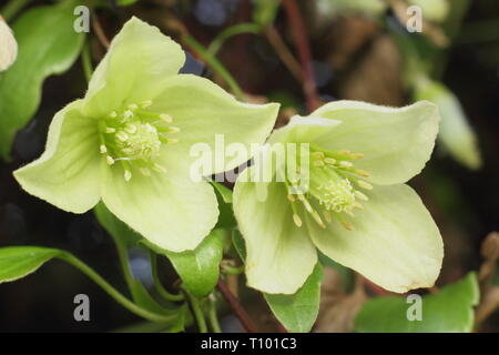 Clematis 'Wisley Cream'. Hellen cremefarbenen Blüten der Clematis cirrhosa Wisley Creme im späten Winter - Februar, Großbritannien Stockfoto