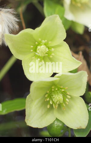 Clematis 'Wisley Cream'. Hellen cremefarbenen Blüten der Clematis cirrhosa Wisley Creme im späten Winter - Februar, Großbritannien Stockfoto