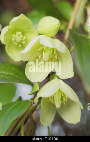 Clematis 'Wisley Cream'. Hellen cremefarbenen Blüten der Clematis cirrhosa Wisley Creme im späten Winter - Februar, Großbritannien Stockfoto