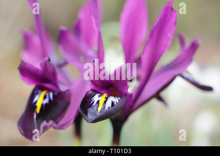 Der frühe Frühling Blumen Iris reticulata 'George im Februar garten Grenze, UK. Auch Iris histrioides 'George' genannt. Stockfoto