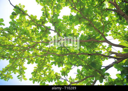 Terminalia catappa, allgemeinen Namen Land - Mandel, Indische - Mandel, Malabar- Mandel-, Mandel-, und tropische - Mandel großen tropischen Baum im Leadwood tr Stockfoto