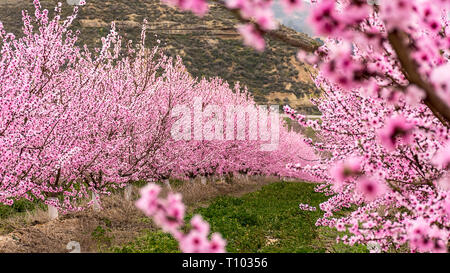 Feld mit Reihen von Pfirsichbäumen. mit Ästen voll mit zarten rosa Blumen bei Sonnenaufgang. Ruhige Atmosphäre. Geheimnisvoll. Aitona, Alpicat. Stockfoto