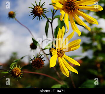 Gelb blühenden sun Hüte vor blauem Himmel Stockfoto