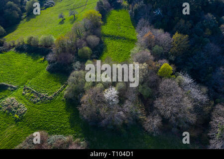 Frühling, Tarrueza, Laredo, Montaña orientalische Costera, Kantabrien, Spanien, Europa Stockfoto