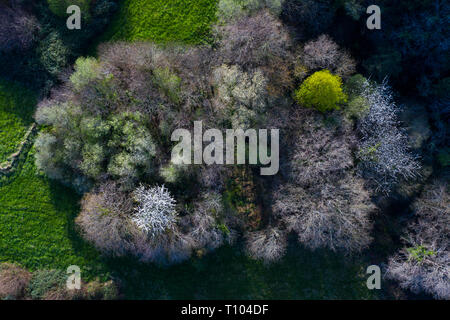 Frühling, Tarrueza, Laredo, Montaña orientalische Costera, Kantabrien, Spanien, Europa Stockfoto