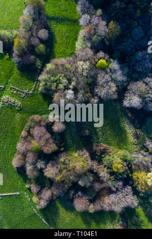 Frühling, Tarrueza, Laredo, Montaña orientalische Costera, Kantabrien, Spanien, Europa Stockfoto