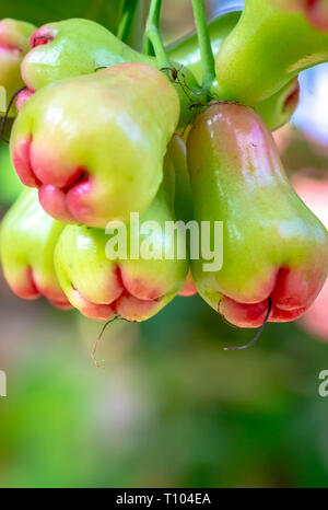 Am Baum hängende grüne apfelfrucht Syzygium heimische Früchte aus Südostasien Stockfoto