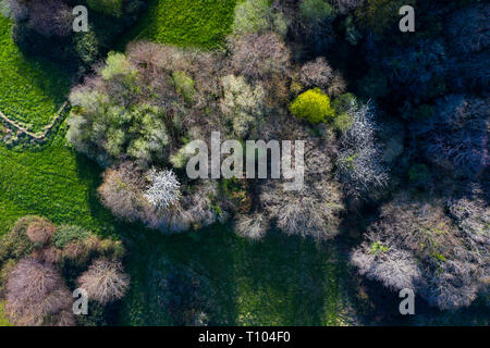 Frühling, Tarrueza, Laredo, Montaña orientalische Costera, Kantabrien, Spanien, Europa Stockfoto