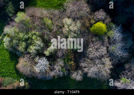 Frühling, Tarrueza, Laredo, Montaña orientalische Costera, Kantabrien, Spanien, Europa Stockfoto