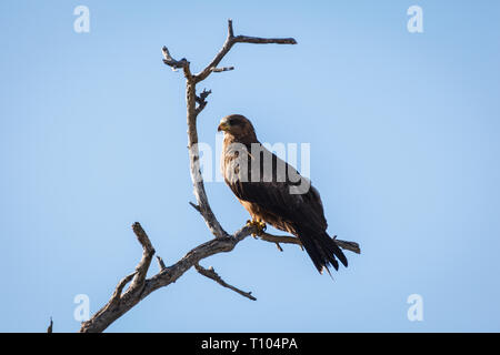 Nahaufnahme eines Falken hoch oben in einem Baum auf der Suche nach Beute Stockfoto