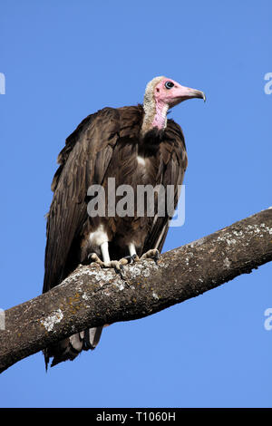 Hooded Vulture (Necrosyrtes monachus) in Äthiopien Stockfoto