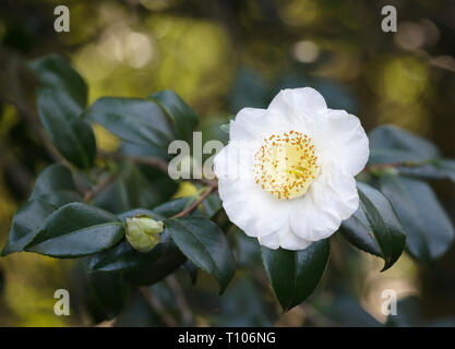 Nahaufnahme von einem weißen Camellia Higo Hakutaka' '' 'Blume in voller Blüte Stockfoto