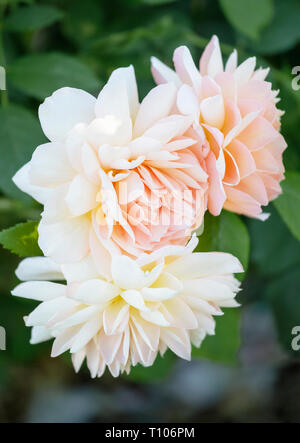 Nahaufnahme von drei Rosen" Rosa Gnade''Auskeppy' Stockfoto