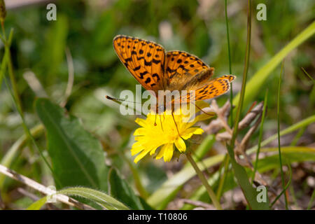 Pearl grenzt Fritilary (Boloria euphrosyne) Schmetterling auf Hawkbit Blume. Seltene und rückläufige, Rote-Liste-Arten in Großbritannien. Stockfoto