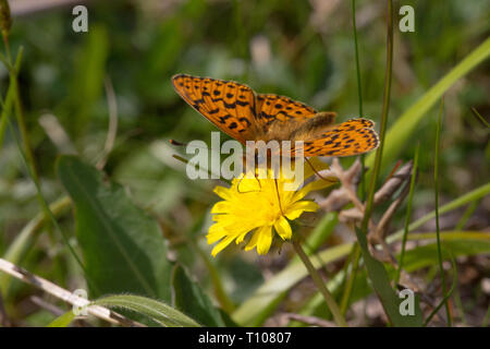 Pearl grenzt Fritilary (Boloria euphrosyne) Schmetterling auf Hawkbit Blume. Seltene und rückläufige, Rote-Liste-Arten in Großbritannien. Stockfoto