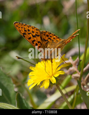 Pearl grenzt Fritilary (Boloria euphrosyne) Schmetterling auf Hawkbit Blume. Seltene und rückläufige, Rote-Liste-Arten in Großbritannien. Stockfoto