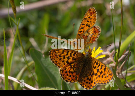 Pearl grenzt Fritilary (Boloria euphrosyne) Paar auf Hawkbit Seltene und rückläufige, Schmetterling, Rote-Liste-Arten in Großbritannien. Stockfoto