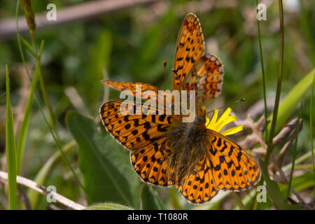 Pearl grenzt Fritilary (Boloria euphrosyne) Paar auf Hawkbit Seltene und rückläufige, Schmetterling, Rote-Liste-Arten in Großbritannien. Stockfoto