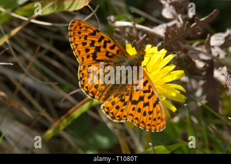 Pearl grenzt Fritilary (Boloria euphrosyne) Schmetterling auf Hawkbit Blume. Seltene und rückläufige, Rote-Liste-Arten in Großbritannien. Stockfoto