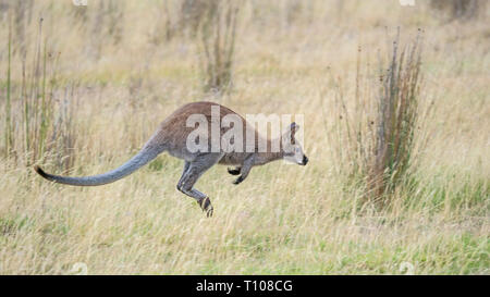 Der red-necked Wallaby oder Bennetts Wallaby (Macropus rufogriseus) ist eine mittelgroße Lorenz Beuteltier in Australien gefunden. Stockfoto