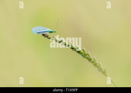 Florfliege (Chrysopidae) thront auf einem Gras Stammzellen Stockfoto