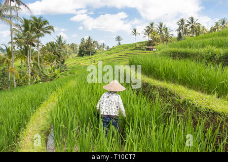 Frau Bauer das Tragen der traditionellen asiatischen Paddy hat in schönen Jatiluwih Reis terrasse Plantagen auf Bali, Indonesien, Südostasien Stockfoto