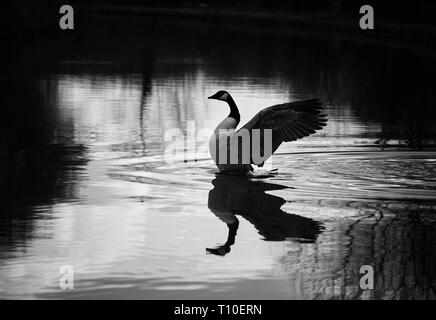 Eine Kanada Gans seine Flügel auf dem Macclesfield Canal, in einem kleinen Gebiet von Licht mit Schatten. Stockfoto