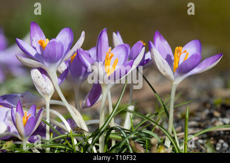 Lila und Weiß Frühling Blumen der frühen blühenden hardy Birne, Crocus vernus Stockfoto