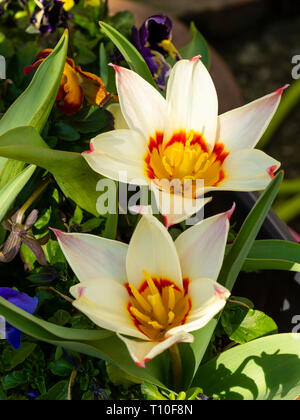 Rote und gelbe throated Creme Blütenblätter der frühen Blüte botanischen Tulpen, Tulipa kaufmanniana 'Waterlily' Stockfoto