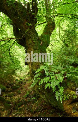 Big Buche (Fagus sylvatica) Stamm von Farnen und Moosen in einem Buchenwald bei SL-NA 50 Trail (, Villanueva de Aezkoa Hiriberri, Navarra, Spanien) Stockfoto