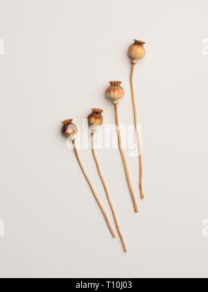 Mohn Pflanzen auf einen einfachen Hintergrund getrocknet Stockfoto