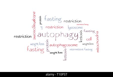 Autophagie hand-word cloud Konzept erarbeitet. Vector Illustration. Stock Vektor