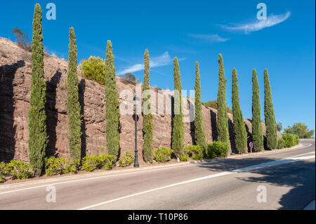 Zypressen am Cap Esterel, Saint-Raphael, Var, Provence-Alpes-Cote d'Azur, Frankreich, Europa Stockfoto