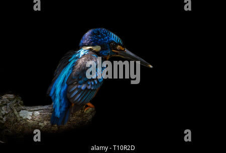 Blue-eared Kingfisher (Alcedo meninting) auf einem Ast Baum. Stockfoto