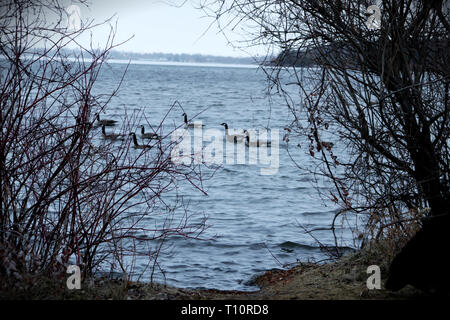 Ein Schuß der kanadischen Gänse flott ein kaltes Frühjahr Boardman See in MI. Stockfoto