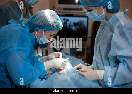 Weibliche Chirurg Betrieb machen. Berufsbildung, die für die Sterilisation. Die Katze auf dem OP-Tisch in einer Tierklinik. Stockfoto