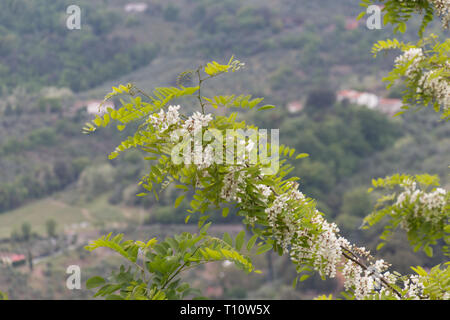 Der Blick auf die weissen Acacia blühenden Zweig. Üppig blühende Akazie Zweig von Robinia pseudoacacia. Stockfoto