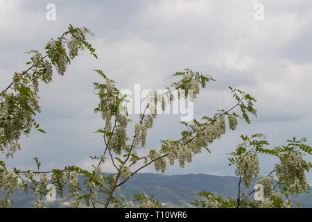 Der Blick auf die weissen Acacia blühenden Zweig. Üppig blühende Akazie Zweig von Robinia pseudoacacia. Stockfoto