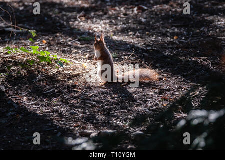 Eichhörnchen stehend auf seinen Hinterbeinen im Wald Stockfoto